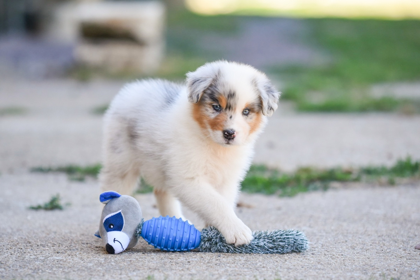 du Feeling de Nolister - Chiots disponibles - Berger Australien