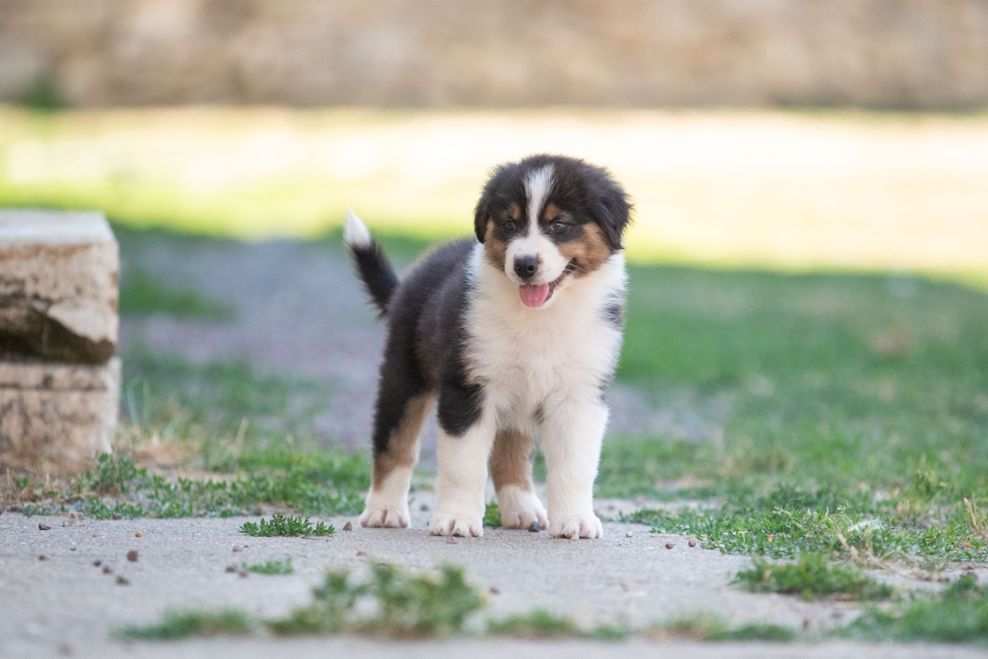 du Feeling de Nolister - Chiots disponibles - Berger Australien