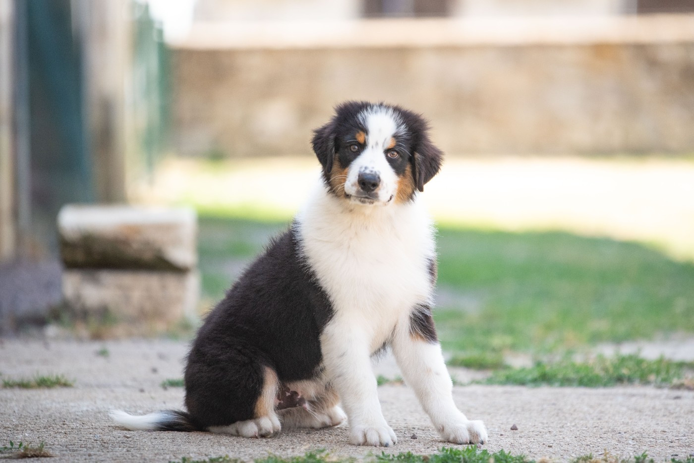 du Feeling de Nolister - Chiots disponibles - Berger Australien