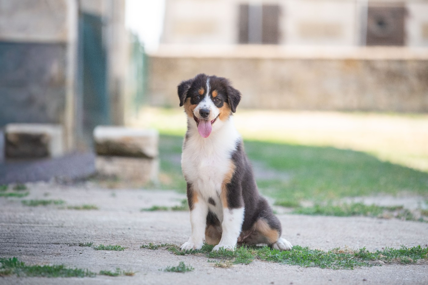 du Feeling de Nolister - Chiots disponibles - Berger Australien