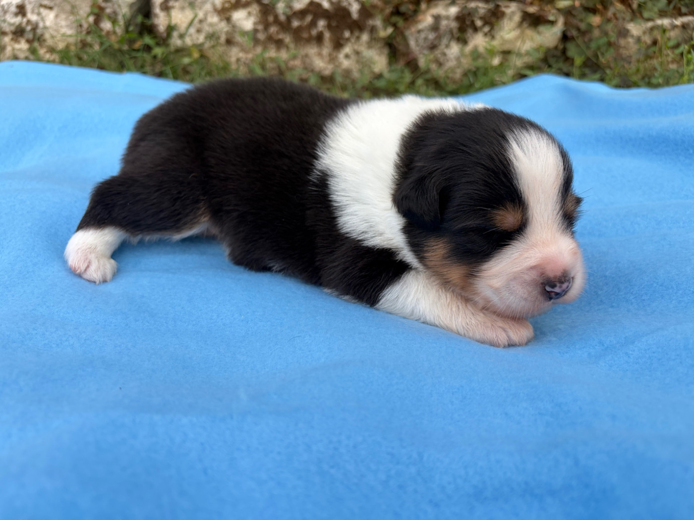 du Feeling de Nolister - Chiots disponibles - Berger Australien
