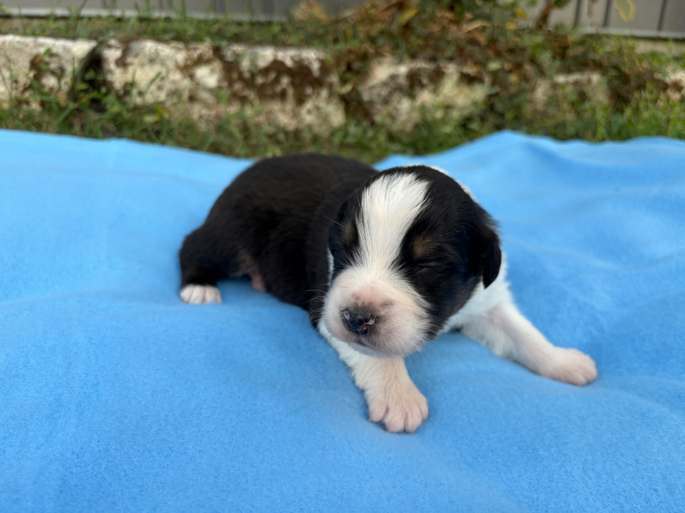 du Feeling de Nolister - Chiots disponibles - Berger Australien
