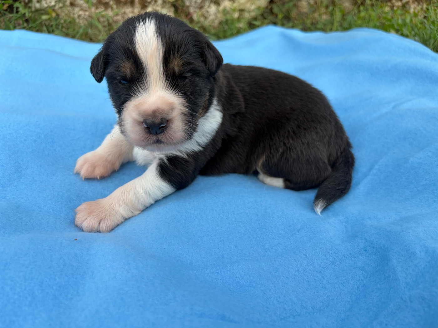 du Feeling de Nolister - Chiots disponibles - Berger Australien