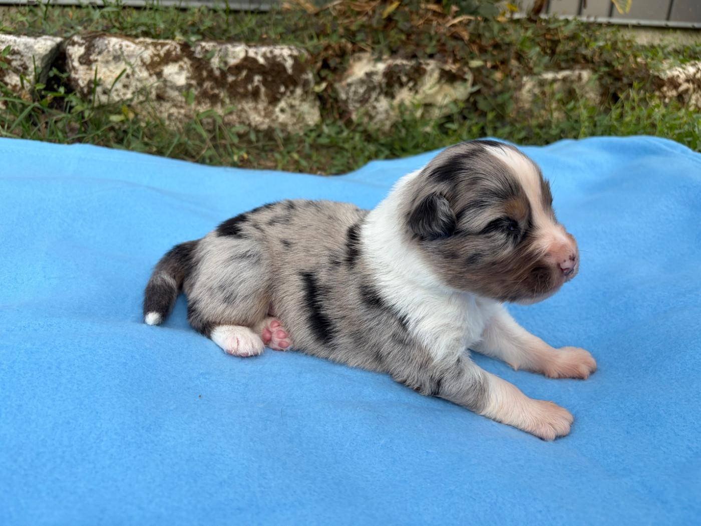 du Feeling de Nolister - Chiots disponibles - Berger Australien