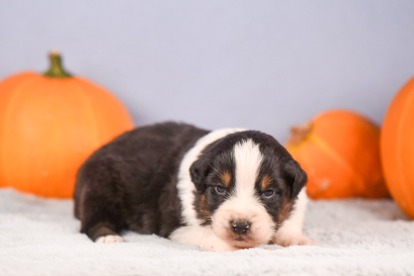 du Feeling de Nolister - Chiots disponibles - Berger Australien