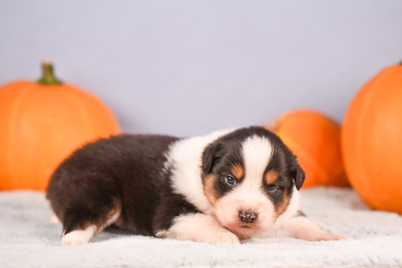 du Feeling de Nolister - Chiots disponibles - Berger Australien