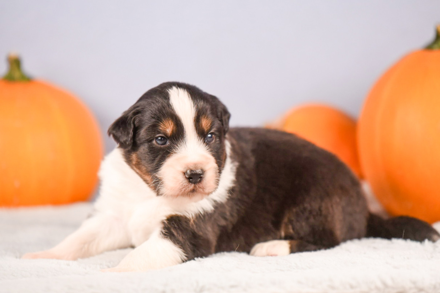 du Feeling de Nolister - Chiots disponibles - Berger Australien