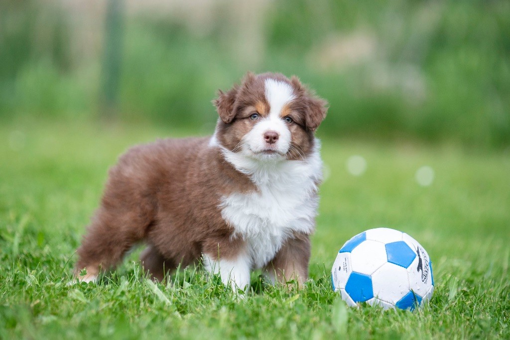 du Feeling de Nolister - Chiots disponibles - Berger Australien