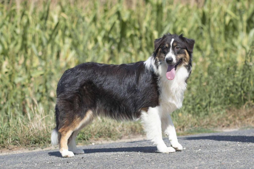 du Feeling de Nolister - Chiots disponibles - Berger Australien