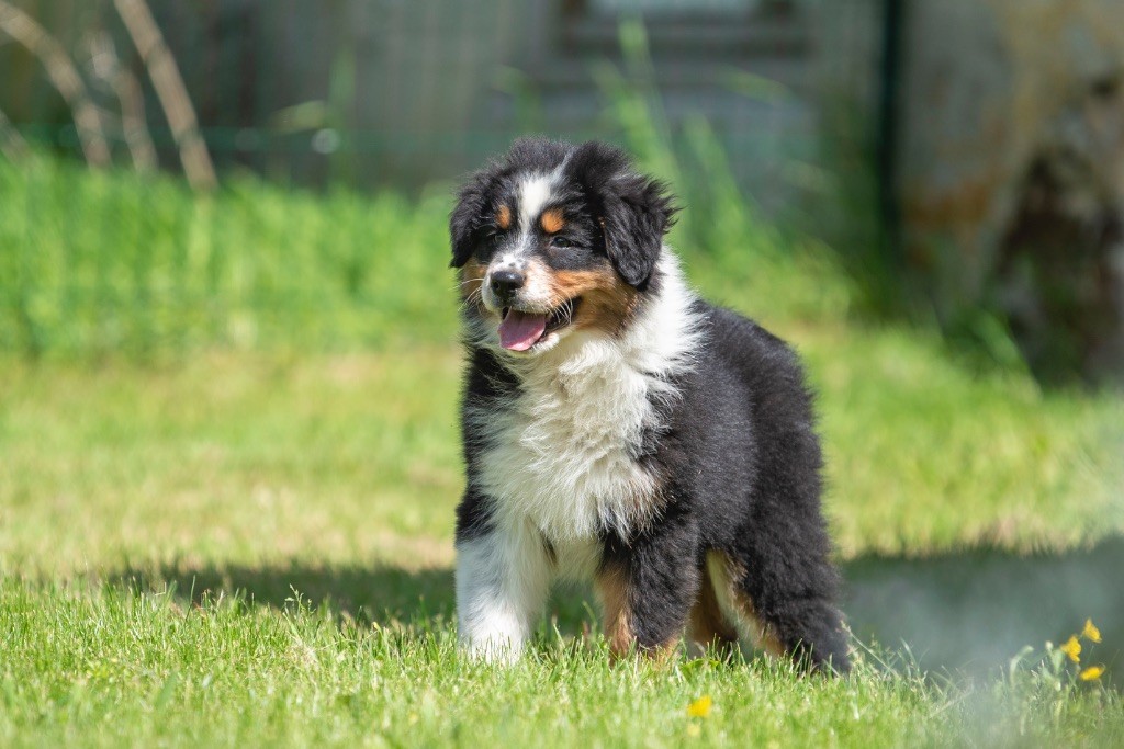 du Feeling de Nolister - Chiots disponibles - Berger Australien