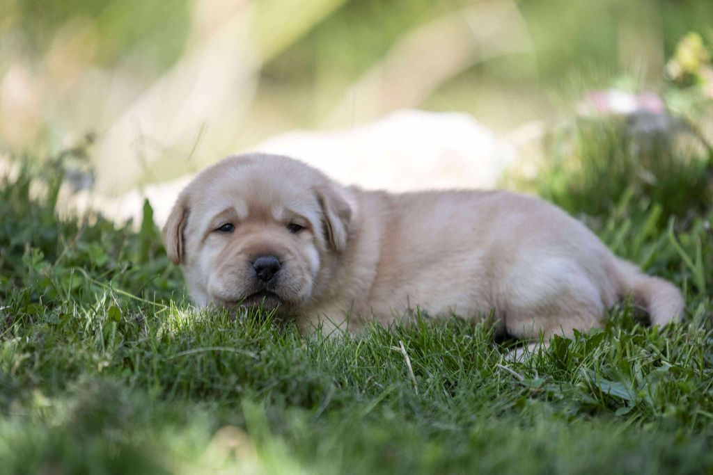 du Feeling de Nolister - Chiots disponibles - Labrador Retriever