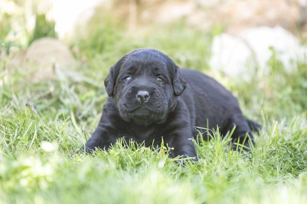 du Feeling de Nolister - Chiots disponibles - Labrador Retriever