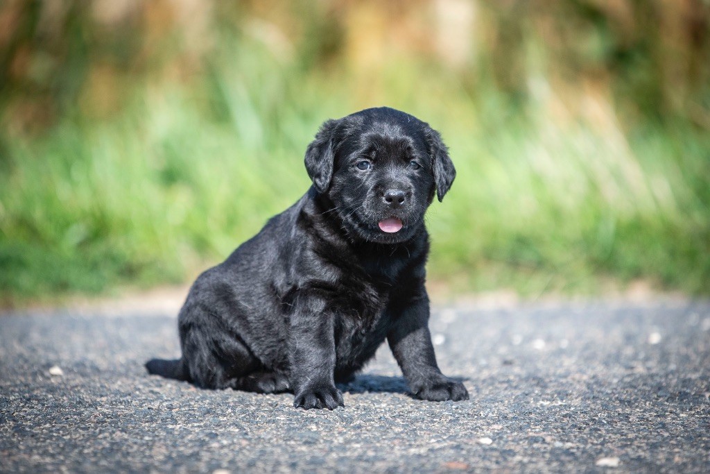 du Feeling de Nolister - Chiots disponibles - Labrador Retriever