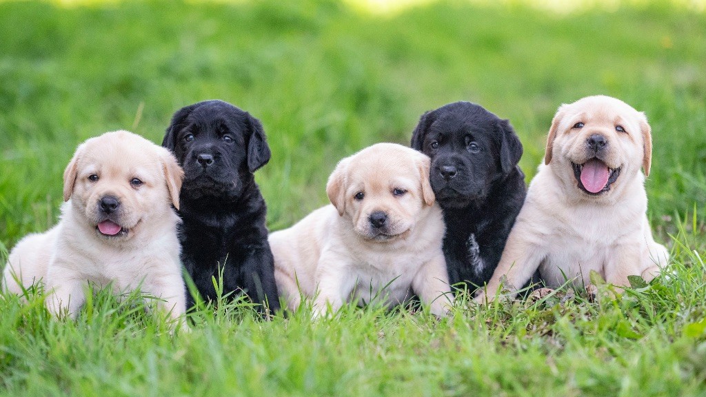 Chiot Labrador Retriever du Feeling de Nolister