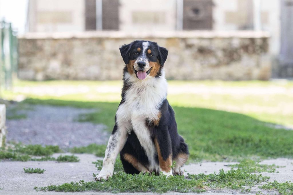 du Feeling de Nolister - Chiots disponibles - Berger Australien