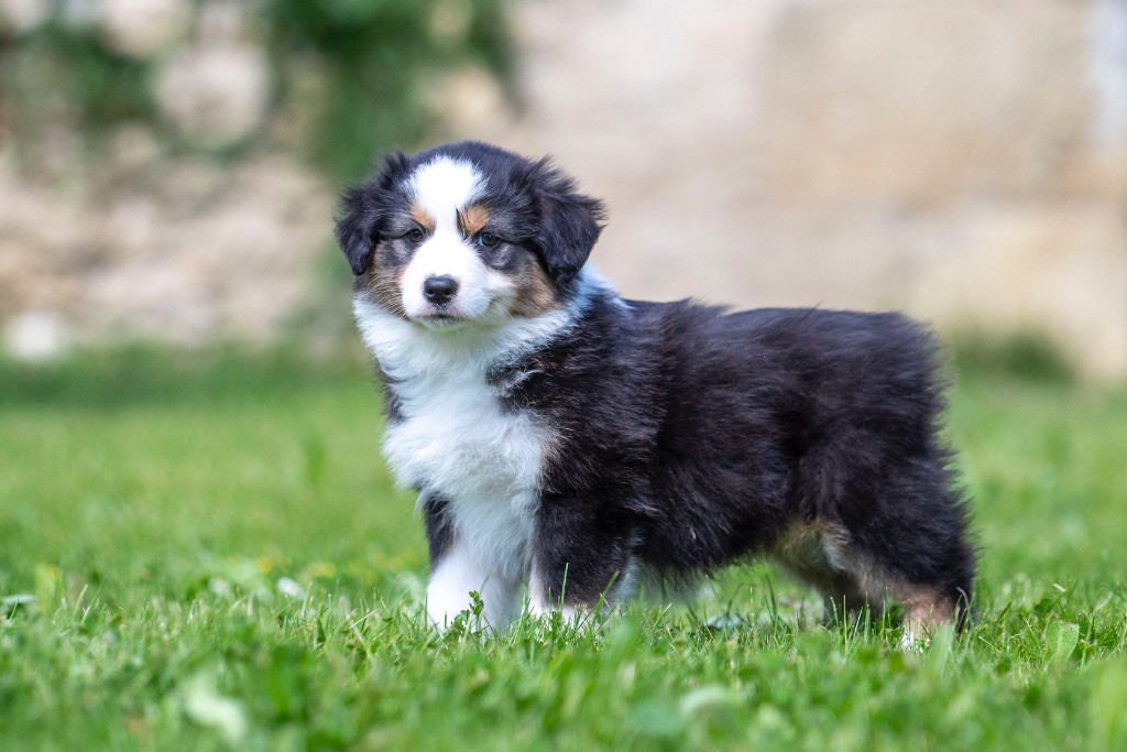 du Feeling de Nolister - Chiots disponibles - Berger Australien