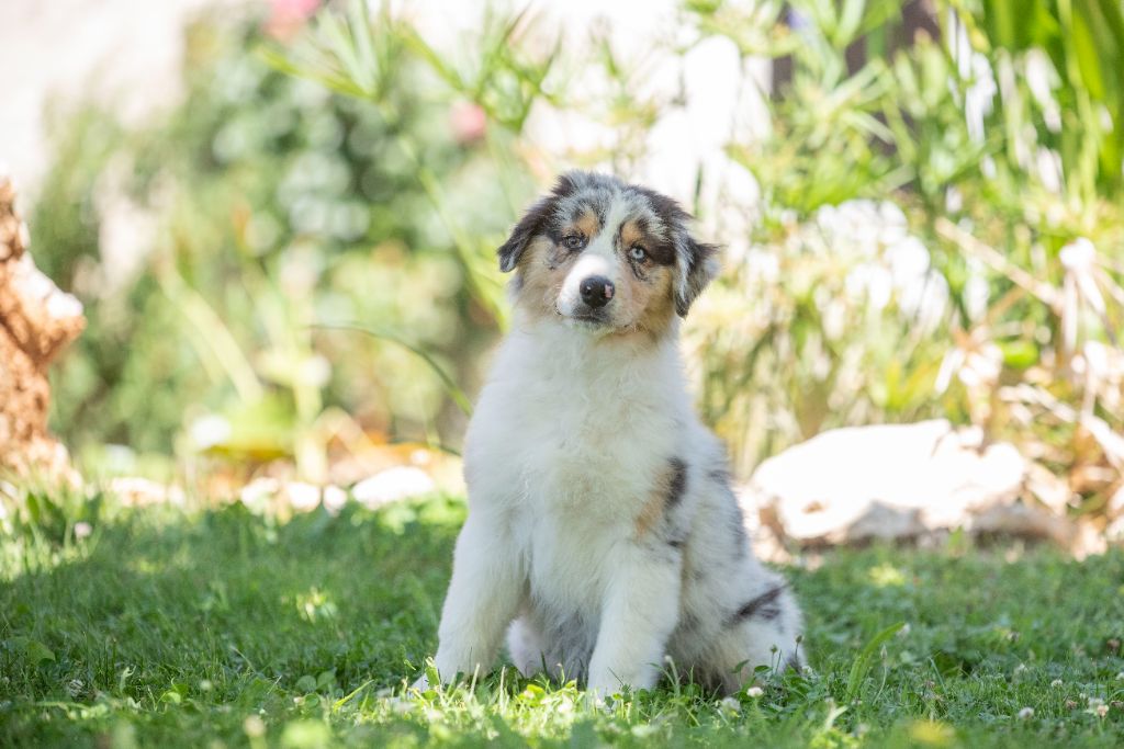 du Feeling de Nolister - Chiots disponibles - Berger Australien