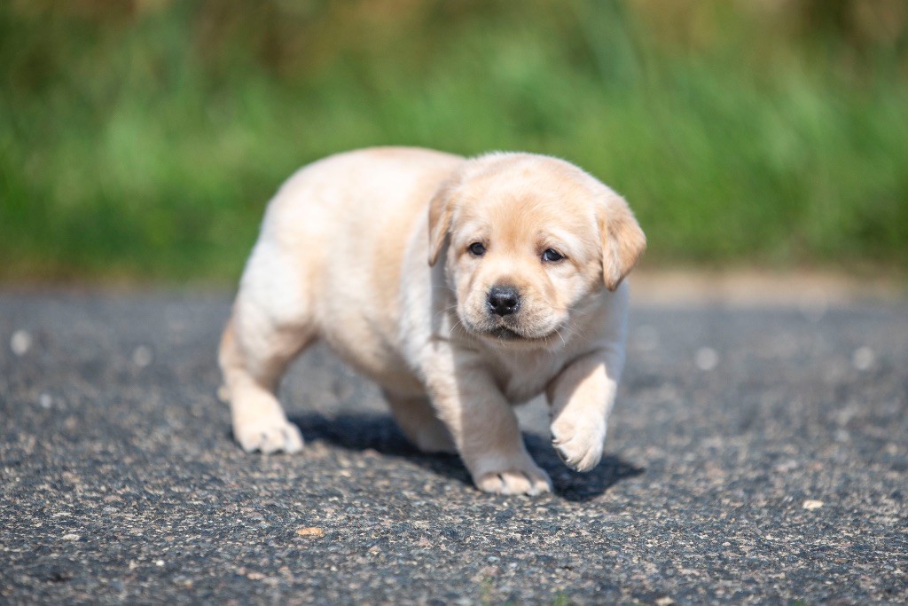 du Feeling de Nolister - Chiots disponibles - Labrador Retriever