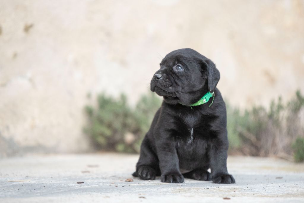 du Feeling de Nolister - Chiots disponibles - Labrador Retriever