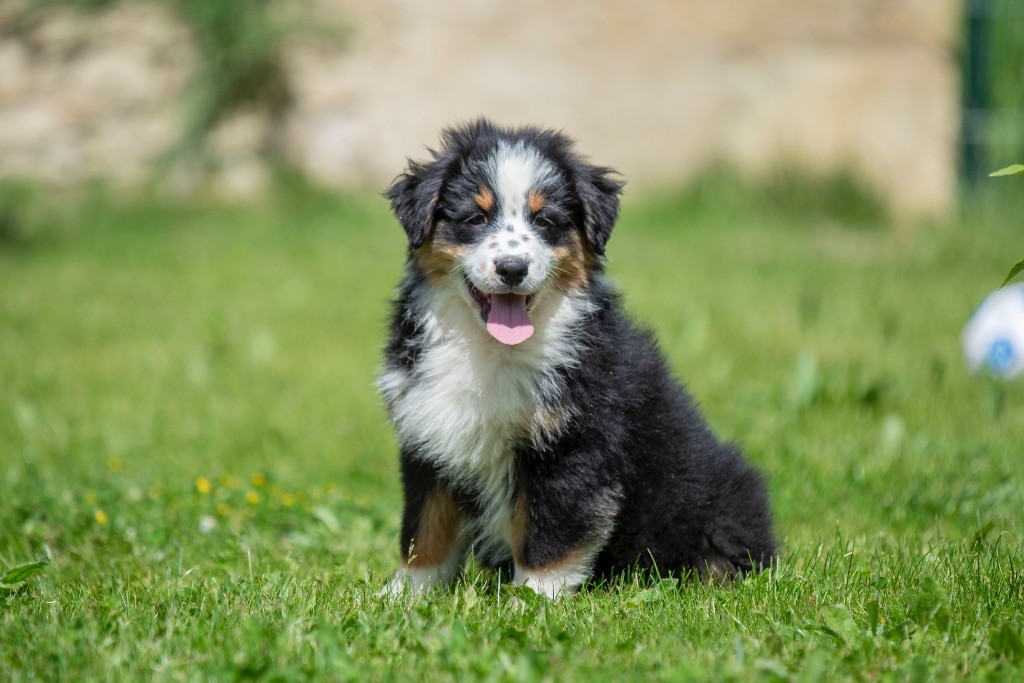du Feeling de Nolister - Chiots disponibles - Berger Australien