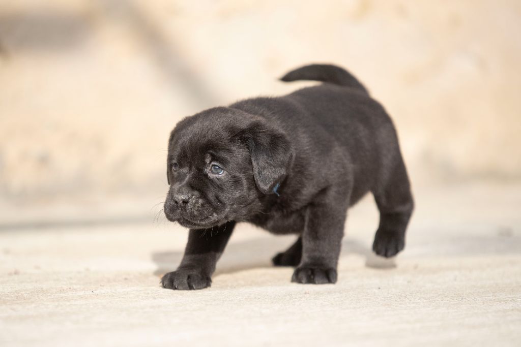 du Feeling de Nolister - Chiots disponibles - Labrador Retriever