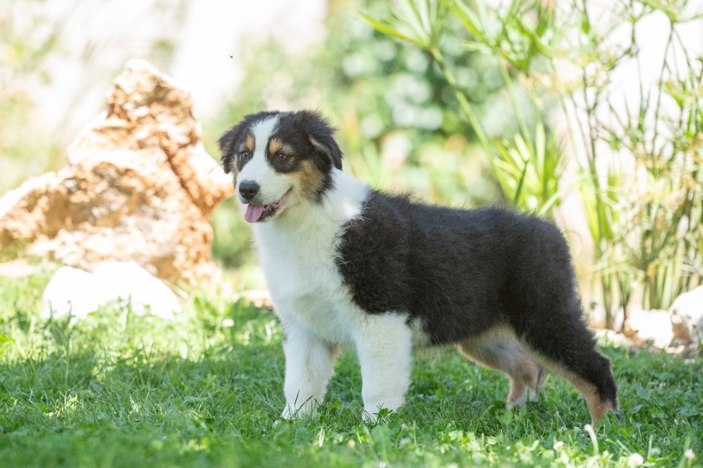 du Feeling de Nolister - Chiots disponibles - Berger Australien
