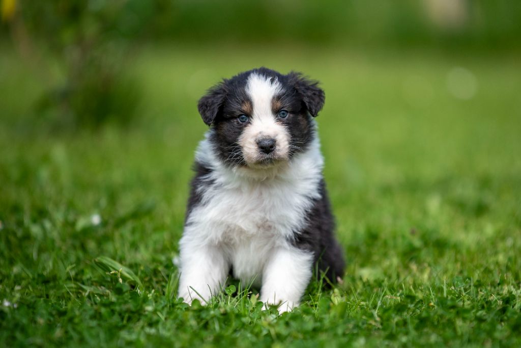du Feeling de Nolister - Chiots disponibles - Berger Australien