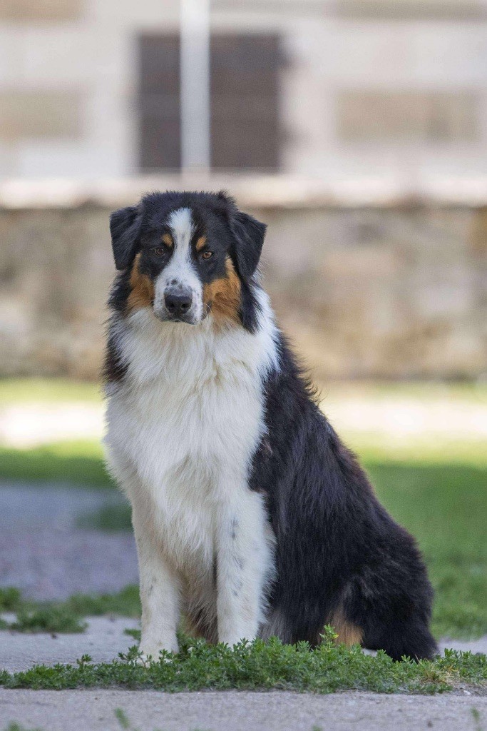 du Feeling de Nolister - Chiots disponibles - Berger Australien