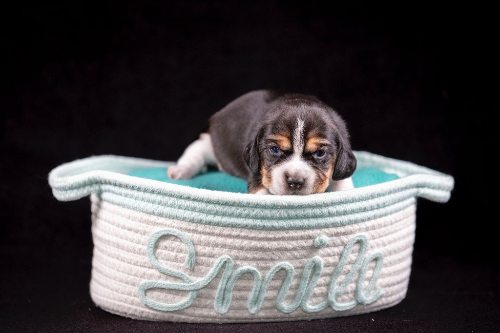 du Feeling de Nolister - Chiots disponibles - Beagle