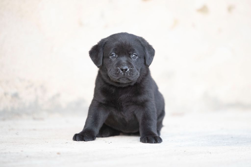 du Feeling de Nolister - Chiots disponibles - Labrador Retriever