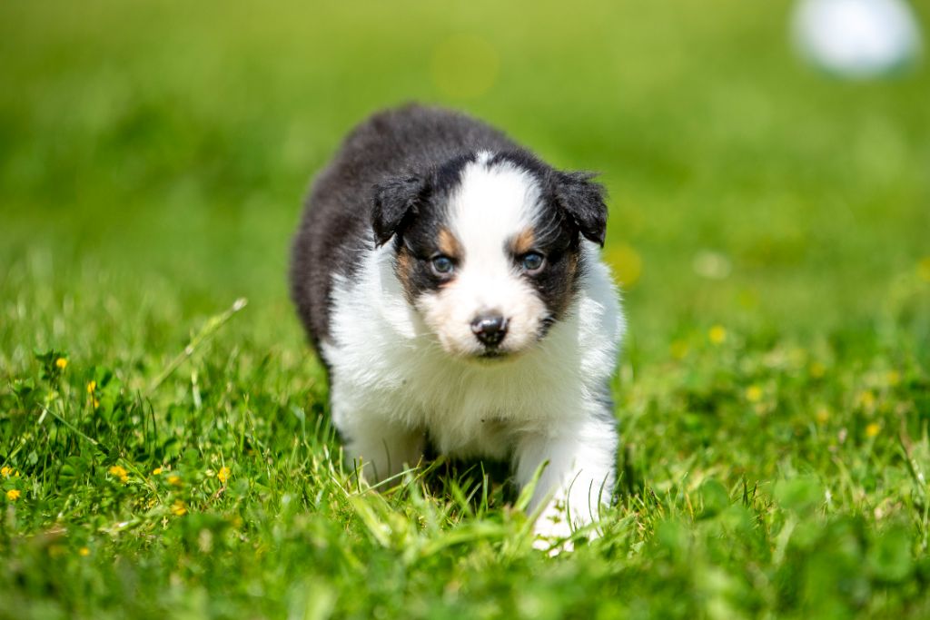 du Feeling de Nolister - Chiots disponibles - Berger Australien