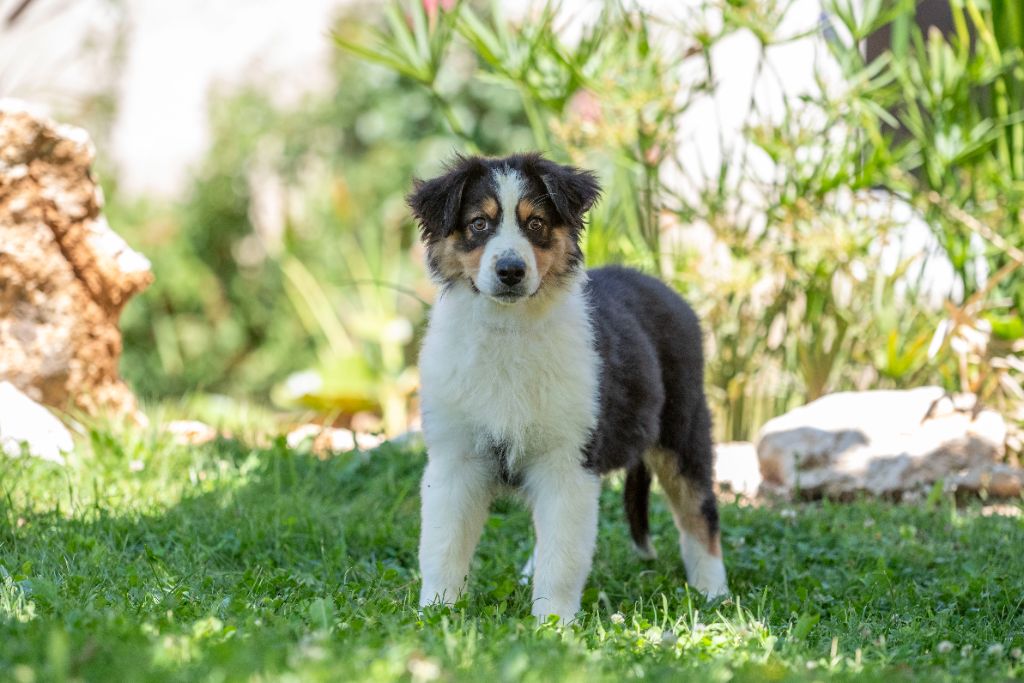 du Feeling de Nolister - Chiots disponibles - Berger Australien