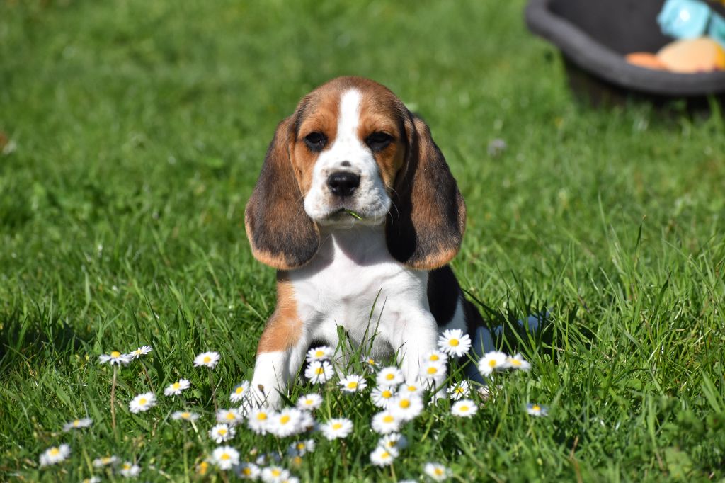 du Feeling de Nolister - Chiots disponibles - Beagle