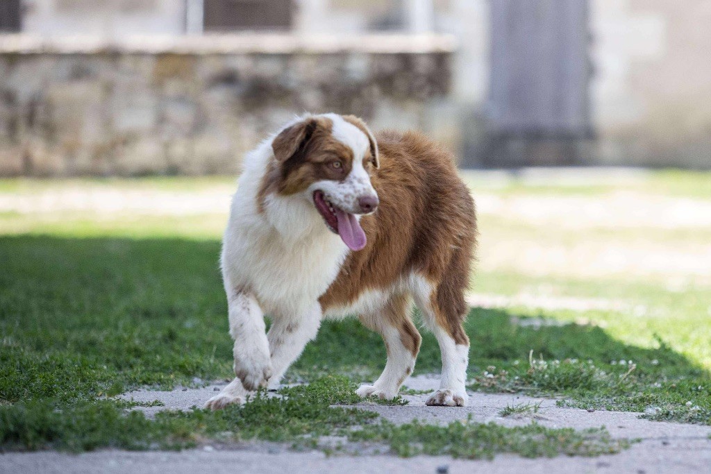 du Feeling de Nolister - Chiots disponibles - Berger Australien
