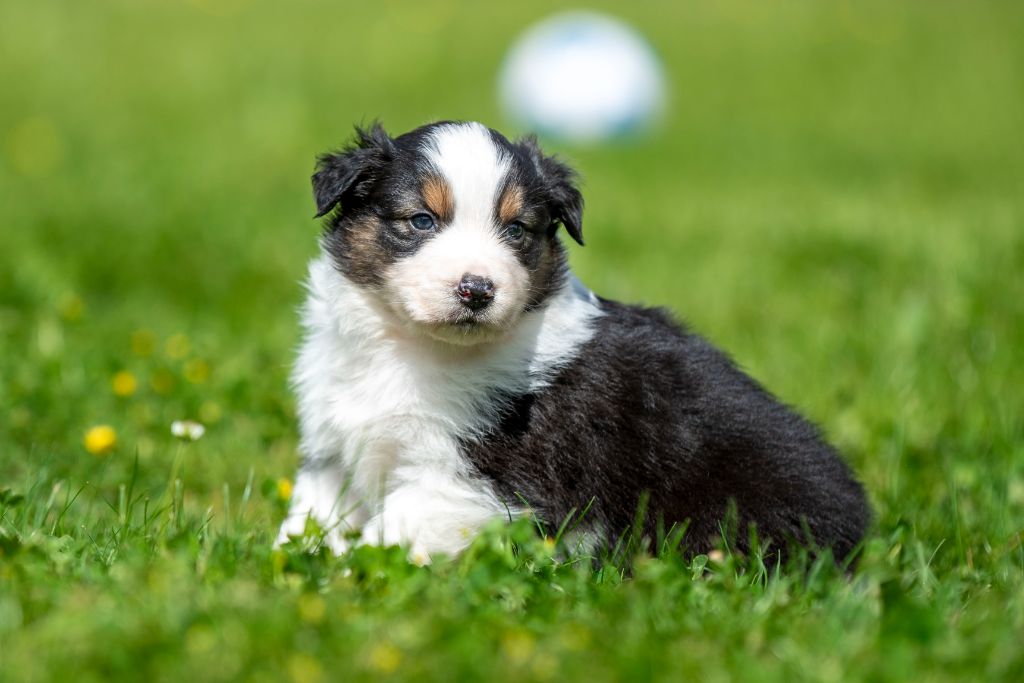 du Feeling de Nolister - Chiots disponibles - Berger Australien