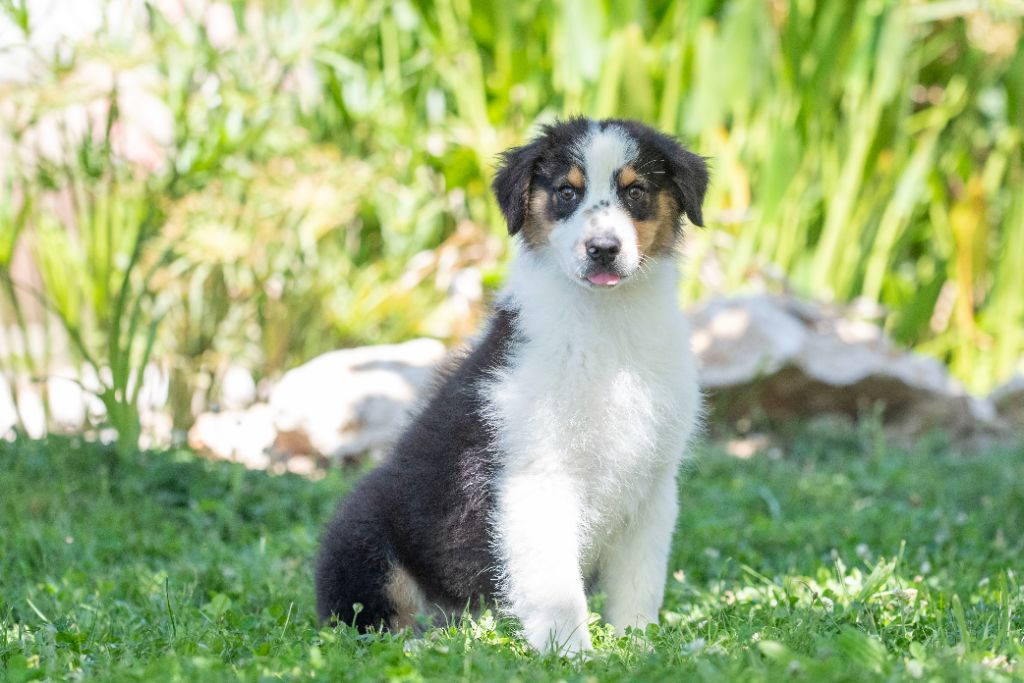 du Feeling de Nolister - Chiots disponibles - Berger Australien