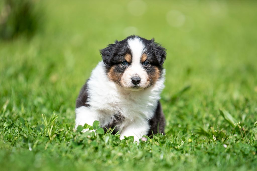 du Feeling de Nolister - Chiots disponibles - Berger Australien