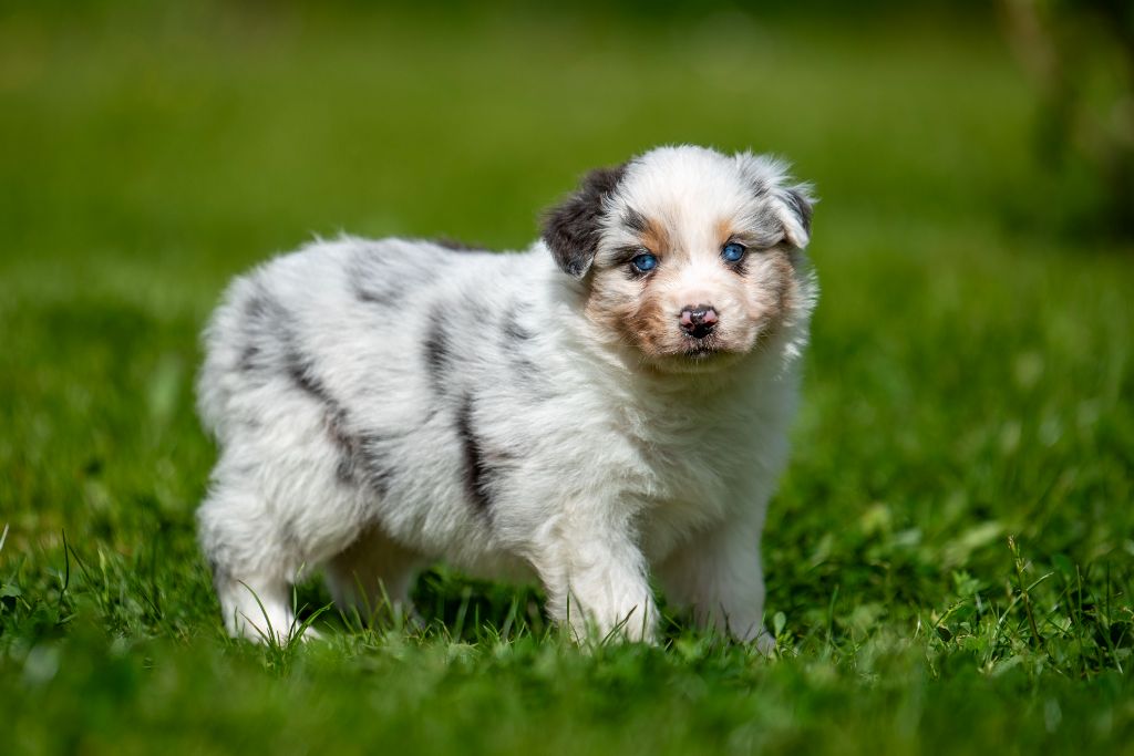 Chiot Berger Australien du Feeling de Nolister