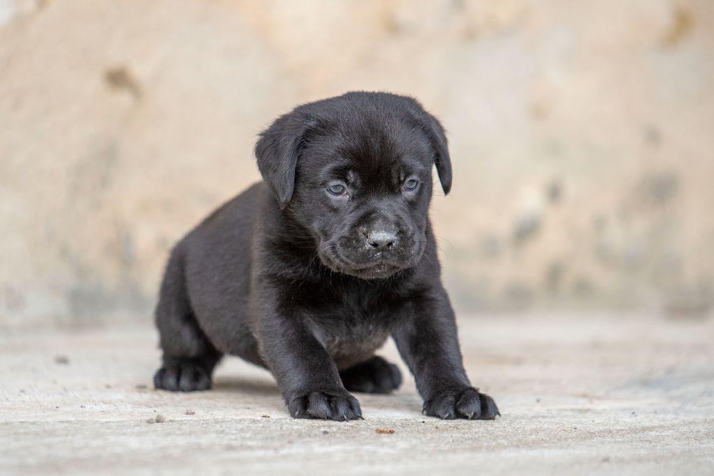 du Feeling de Nolister - Chiots disponibles - Labrador Retriever