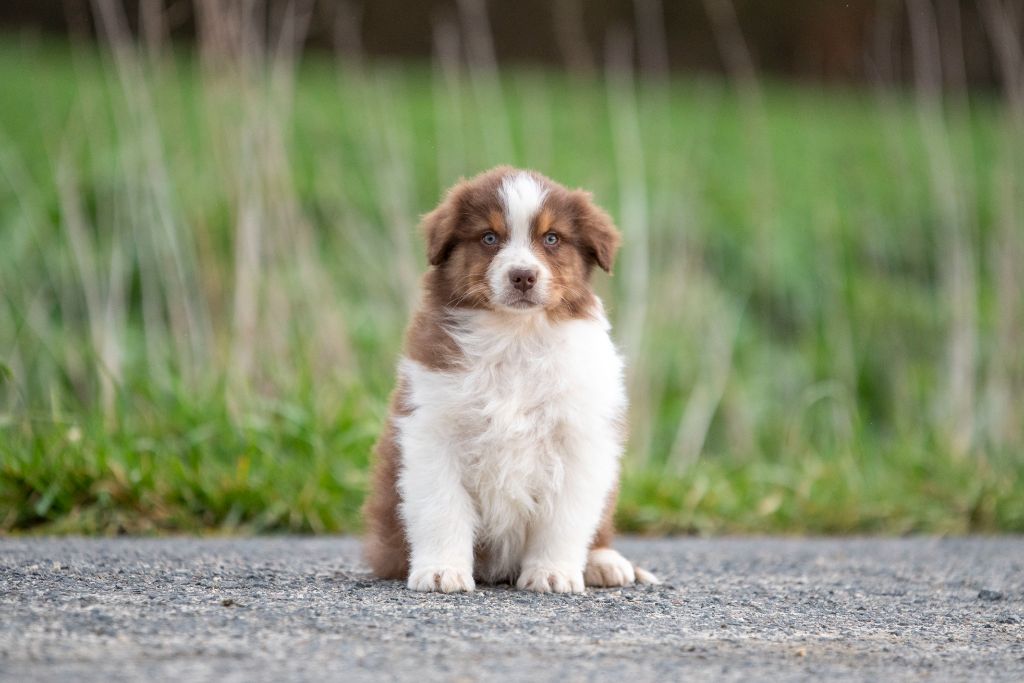 du Feeling de Nolister - Chiots disponibles - Berger Australien