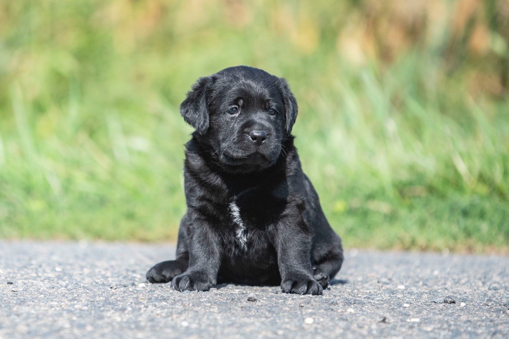 du Feeling de Nolister - Chiots disponibles - Labrador Retriever