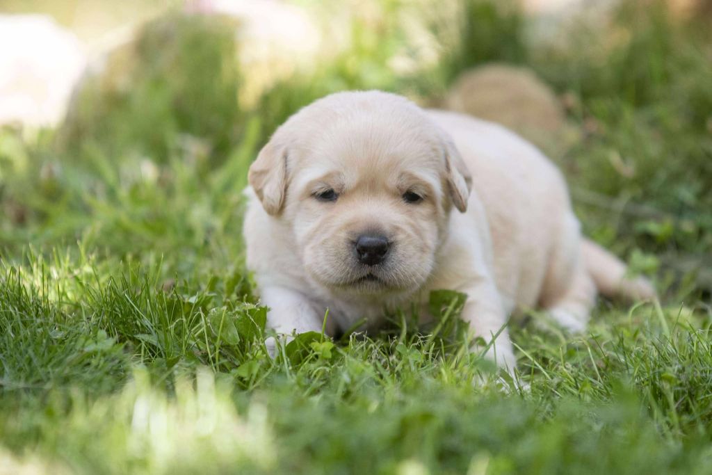 du Feeling de Nolister - Chiots disponibles - Labrador Retriever