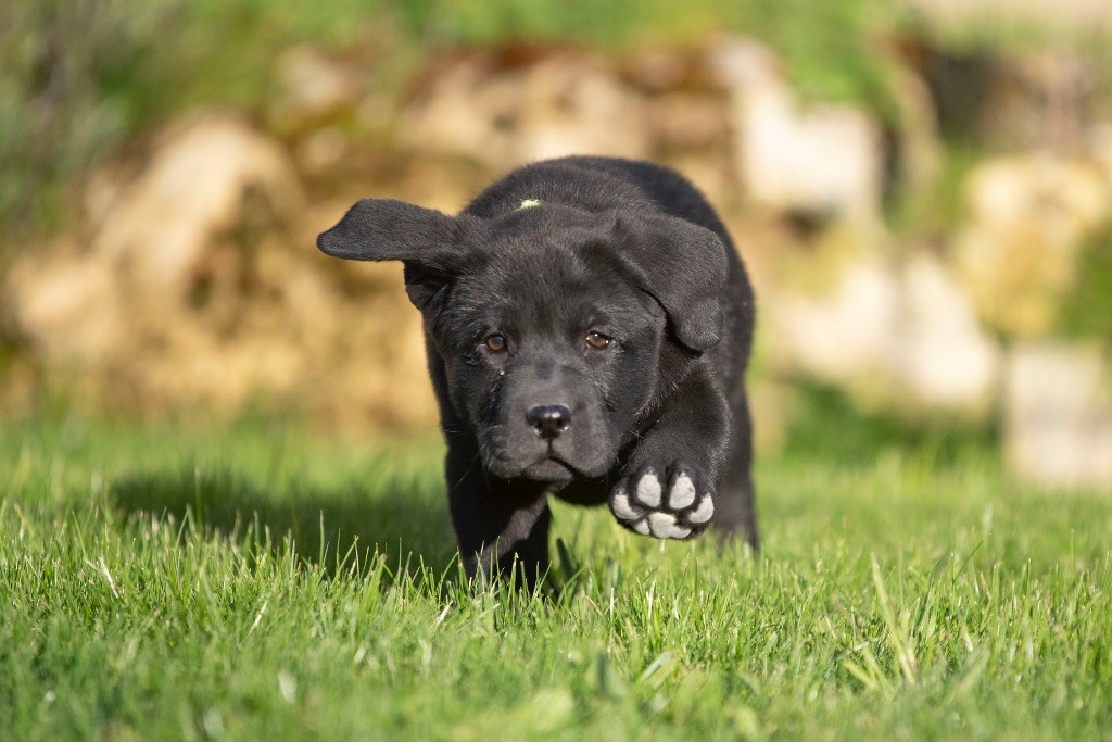 Chiot Labrador Retriever du Feeling de Nolister