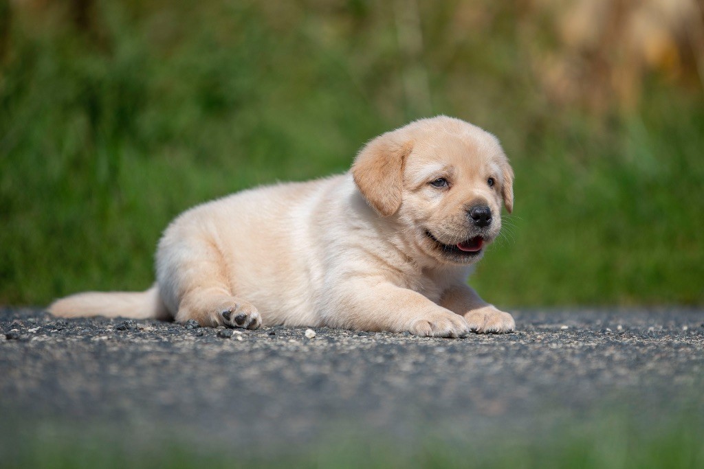 du Feeling de Nolister - Chiots disponibles - Labrador Retriever