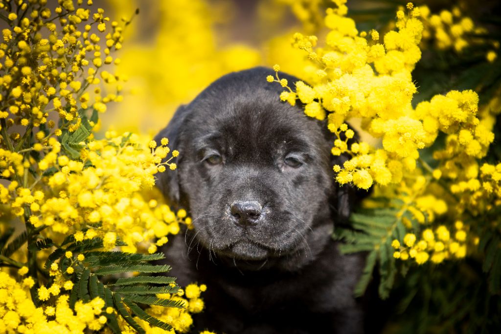 Chiot Labrador Retriever du Feeling de Nolister