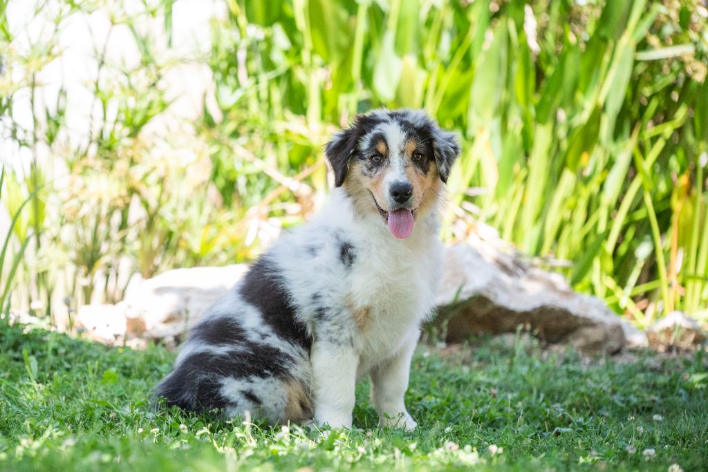 du Feeling de Nolister - Chiots disponibles - Berger Australien