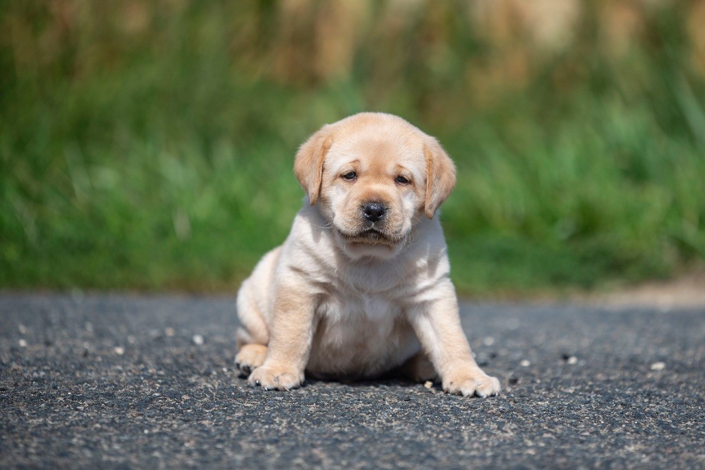 du Feeling de Nolister - Chiots disponibles - Labrador Retriever