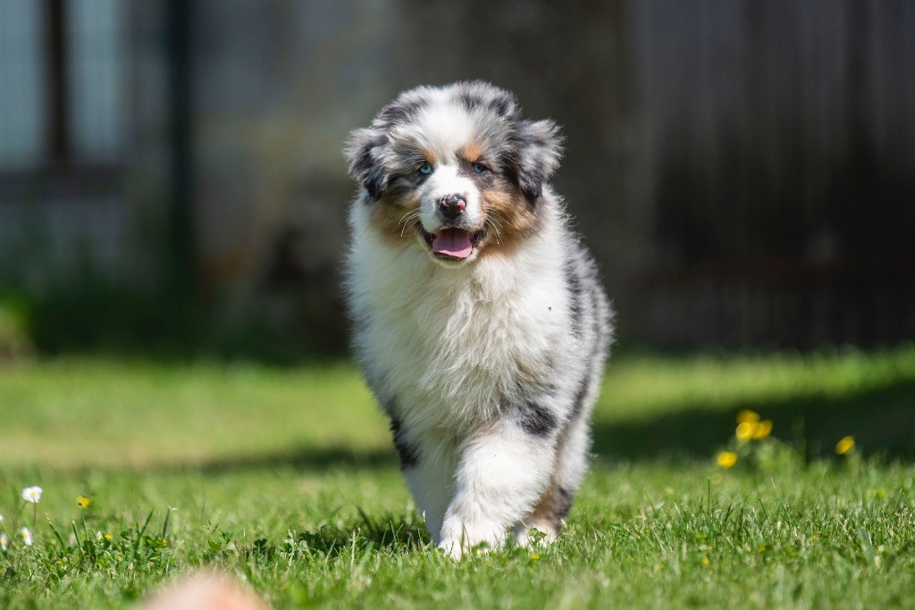 du Feeling de Nolister - Chiots disponibles - Berger Australien
