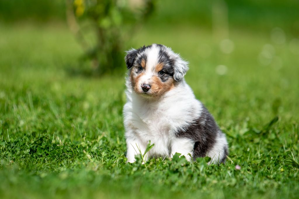 du Feeling de Nolister - Chiots disponibles - Berger Australien