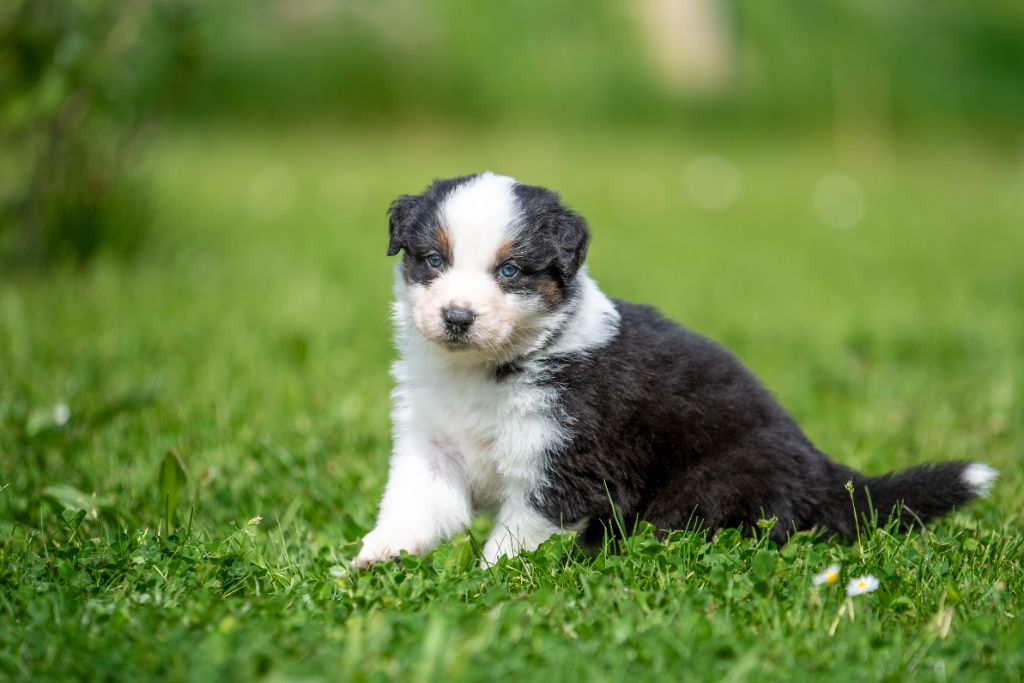 du Feeling de Nolister - Chiots disponibles - Berger Australien